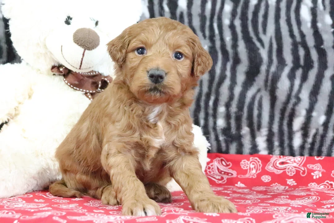 Mini Goldendoodle dogs for sale: Mindy - Ad 3