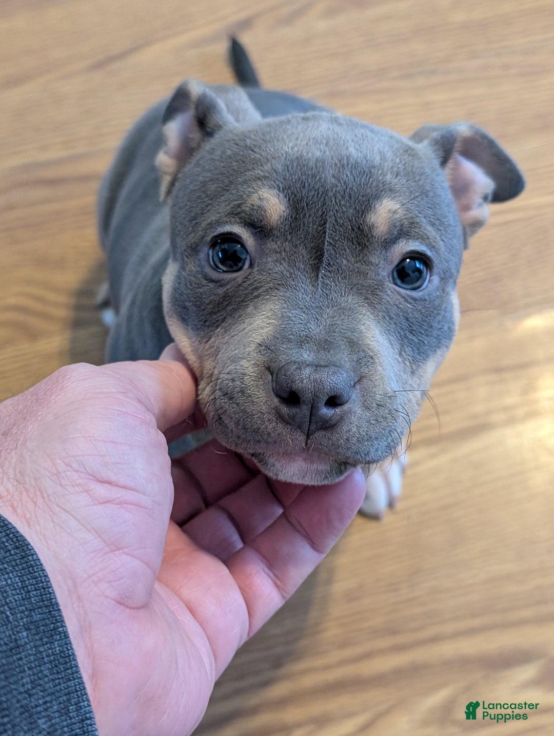 American Bully dogs for sale: American Bully Puppy 1 - Ad 2