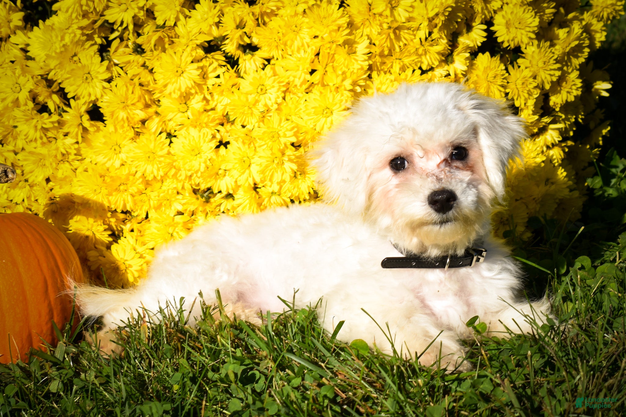 Maltese dogs Mason 🦴 - Ad 1