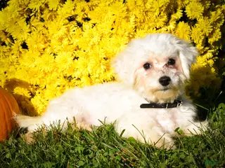 Maltese dogs Mason 🦴 - Ad 1
