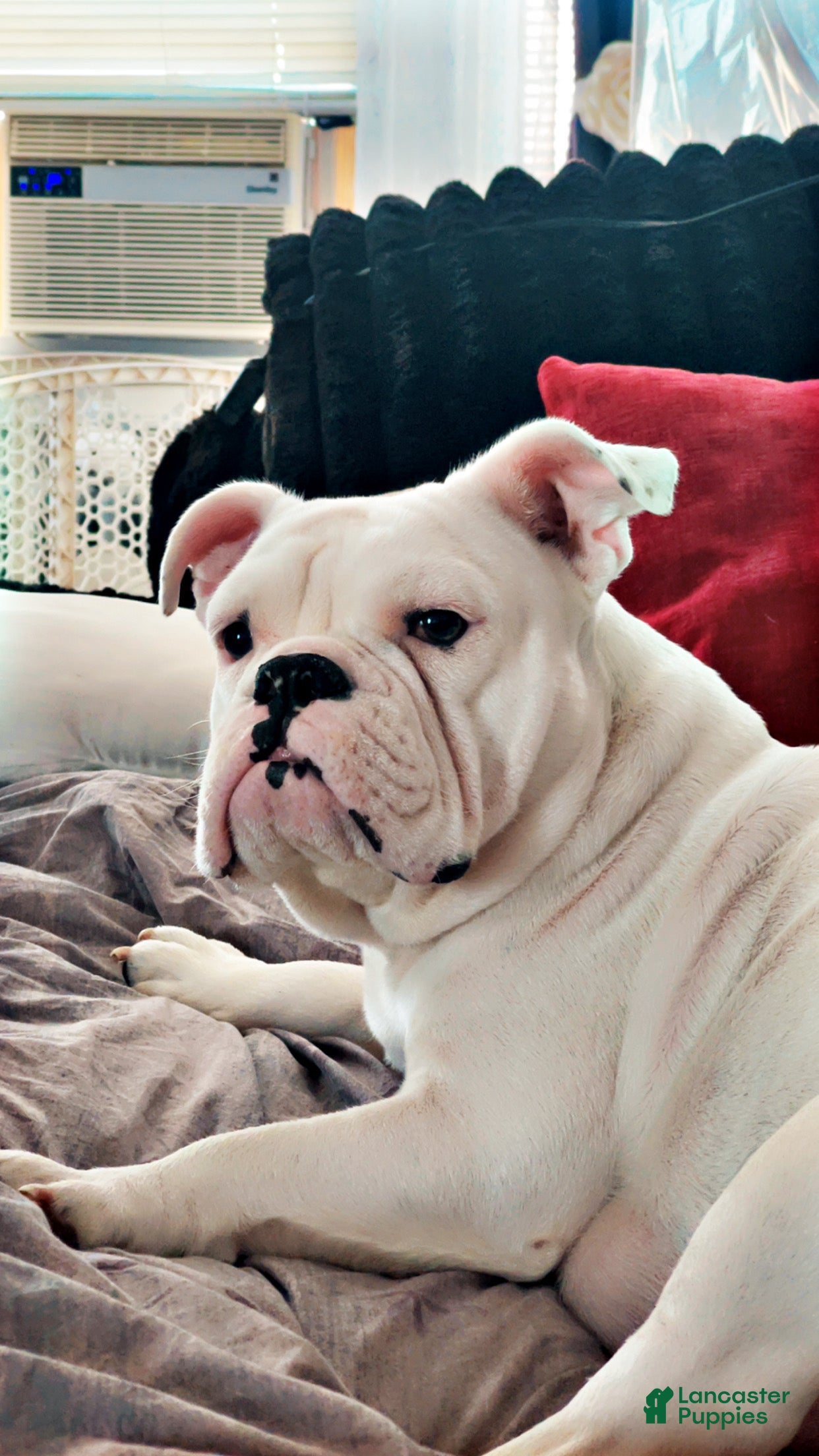 Blanca 