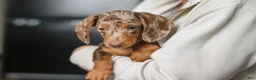 Dachshund dogs for sale: Jackson  - Ad 3