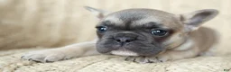 French Bulldog dogs for sale: Penny AKC - Ad 24