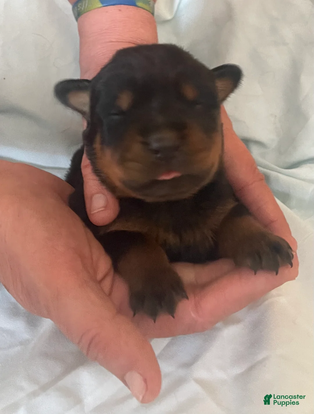 Rottweiler dogs for sale: Rottweiler Puppy 1 Tucker - Ad 1