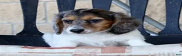Miniature Dachshund dogs for sale: Marshall - Ad 8