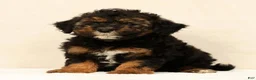 Mini Bernedoodle dogs for sale: Sheldon - Ad 3