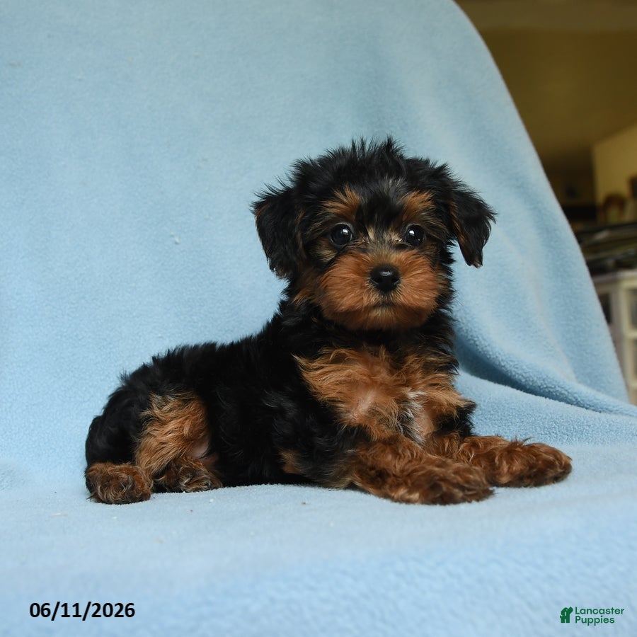 Yorkiepoo dogs Butterfinger - Ad 2