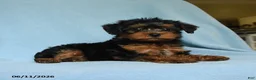 Yorkiepoo dogs for sale: Butterfinger - Ad 2
