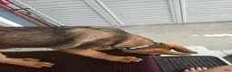 German Shepherd dogs for sale: German Shepherd 1 - Ad 2