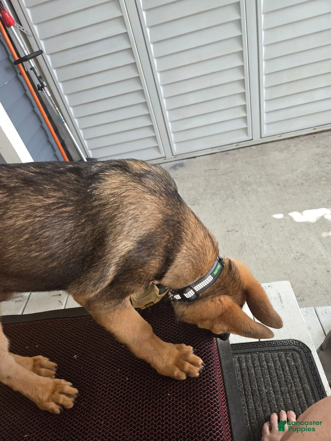 German Shepherd dogs for sale: German Shepherd 1 - Ad 2