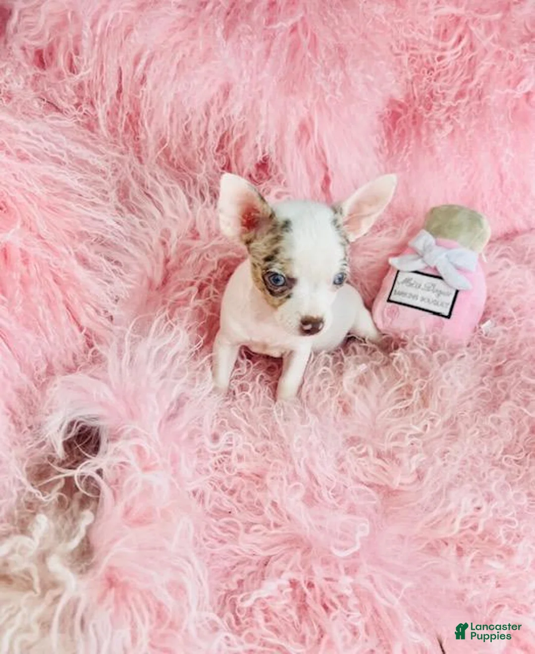 Chihuahua dogs for sale: Teacup Chihuahua with blue eyes - Ad 1