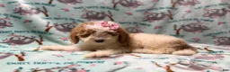 Miniature Poodle dogs for sale: Taffy - Ad 8