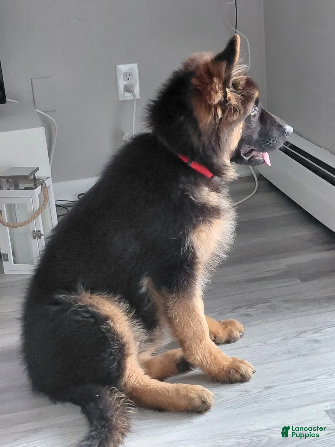 German Shepherd dogs for sale: Krypton Z Doliny Debow  - Ad 8