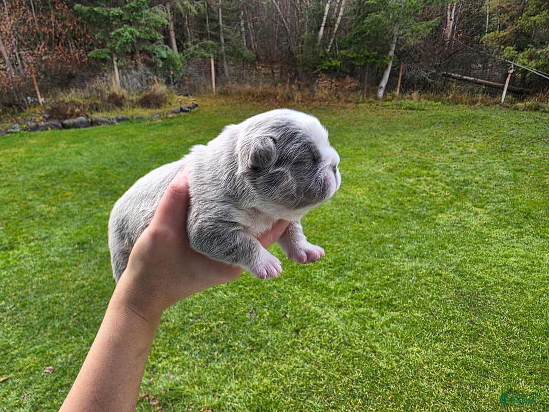 French Bulldog dogs for sale: Olaf – Lilac Big Rope French Bulldog with Panda Husky Pattern, carries pink and fluffy - Ad 5