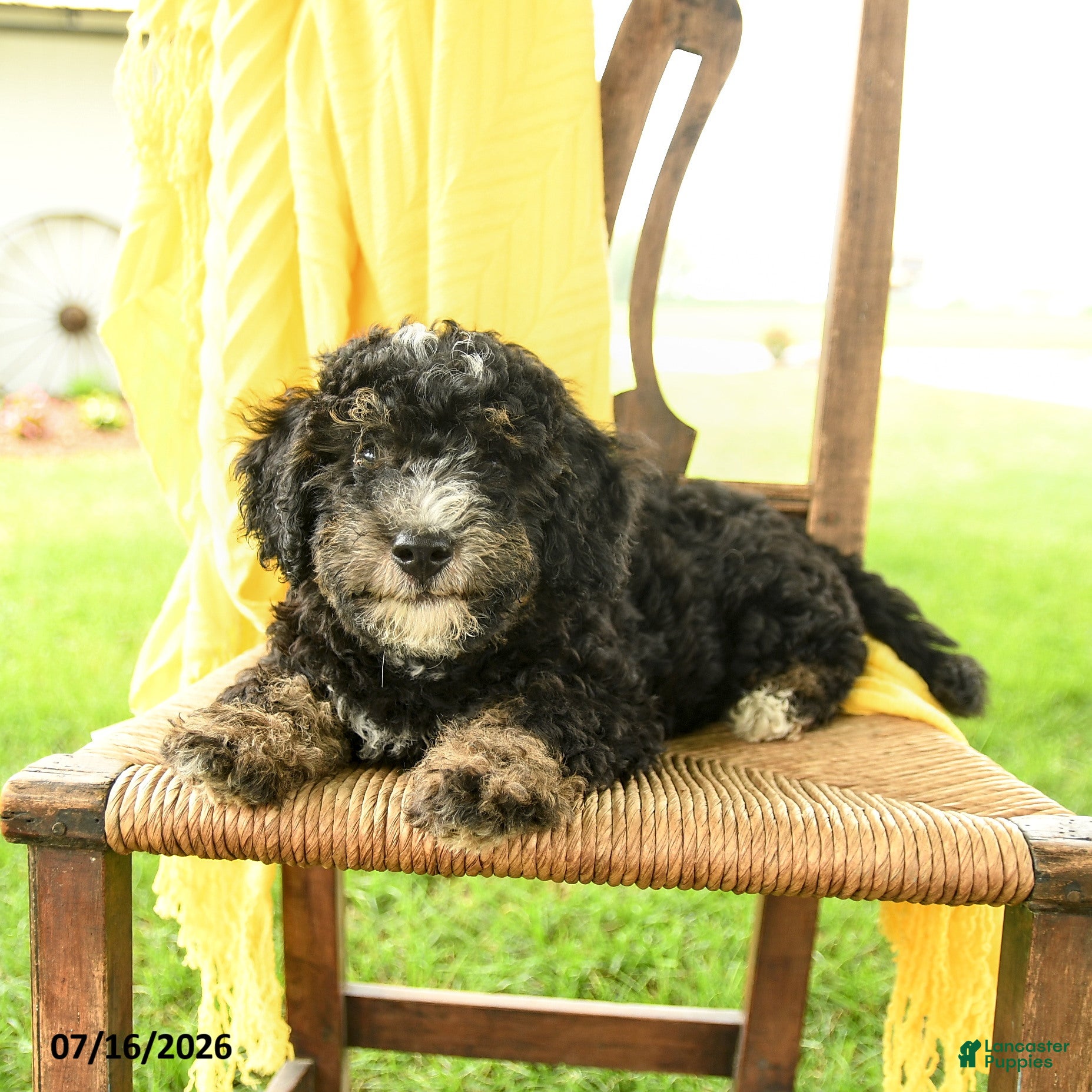 Mini Bernedoodle dogs Cindy - Ad 1