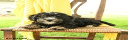 Mini Bernedoodle dogs for sale: Cindy - Ad 1