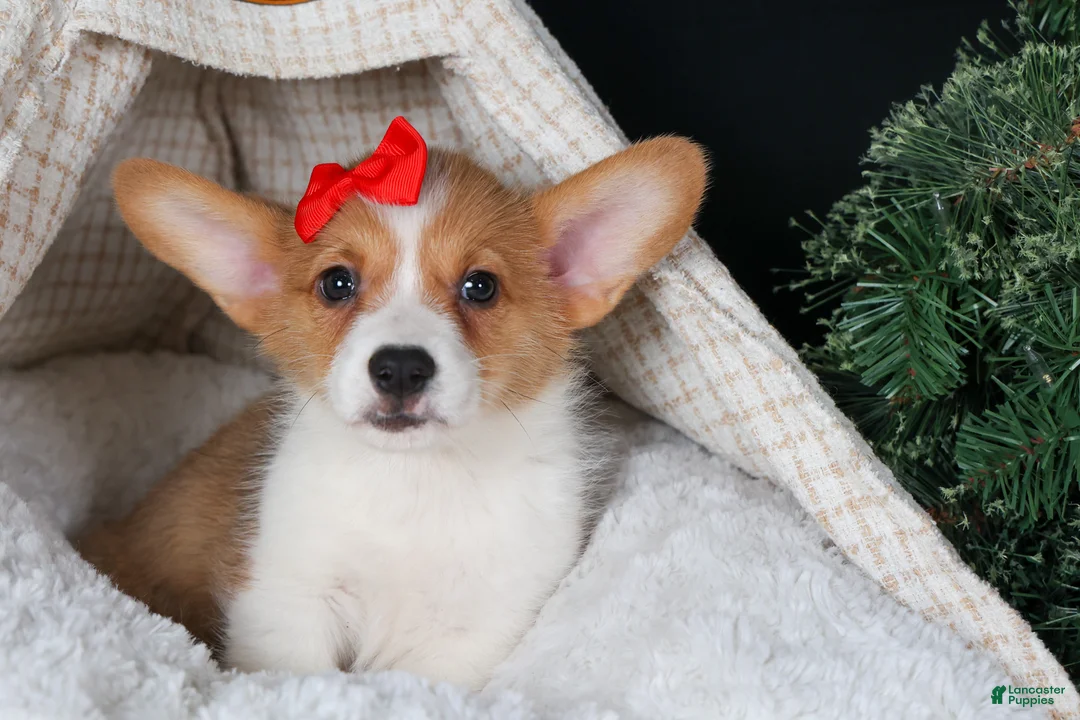 Welsh Corgi Pembroke dogs for sale: Irwin - Ad 4