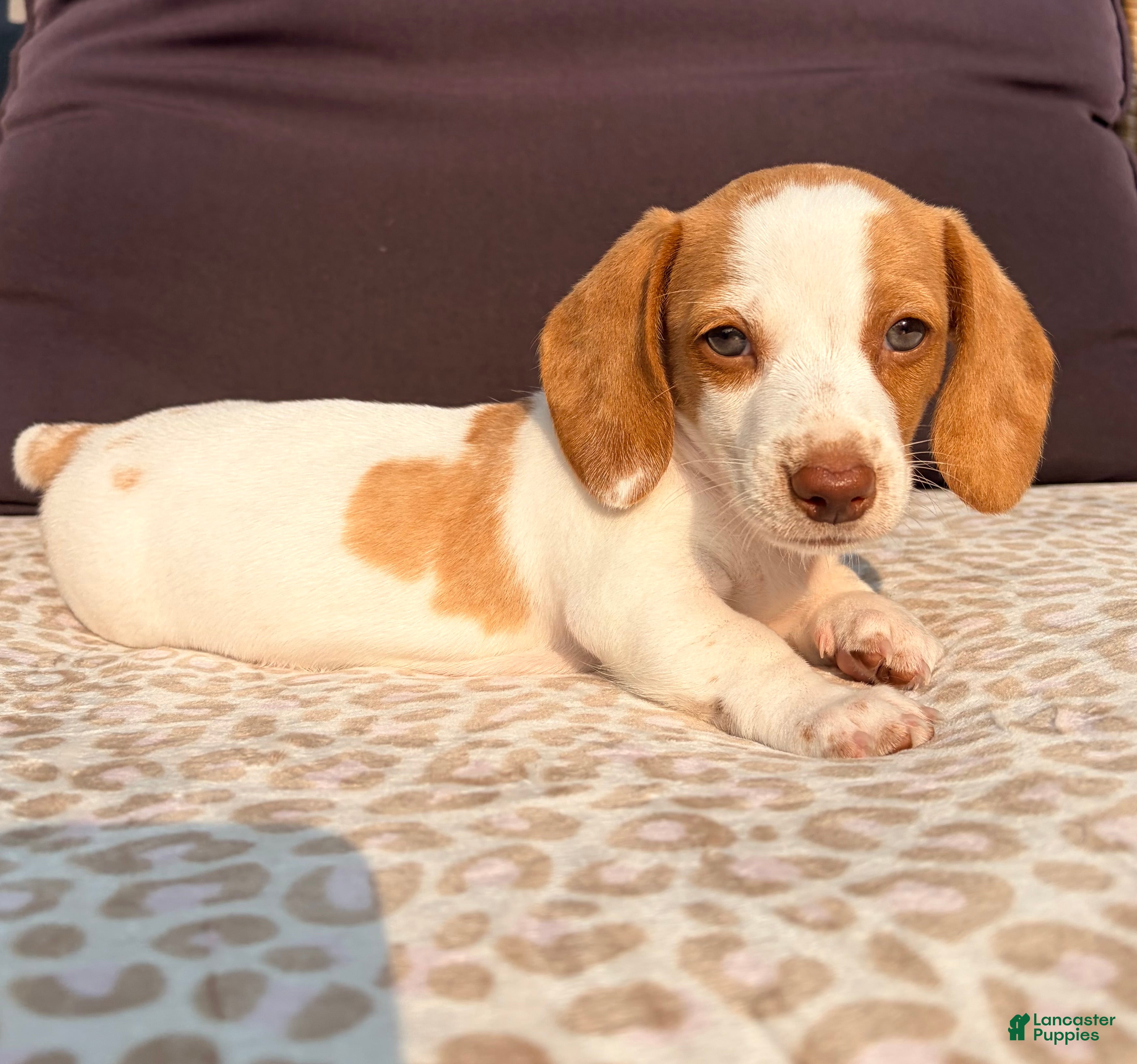 Miniature Dachshund dogs Miniature Dachshund 1- Ella - Ad 2