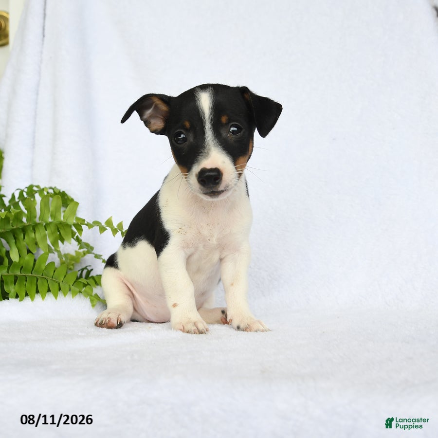 Jack Russell Terrier dogs Madison - Ad 1