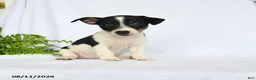 Jack Russell Terrier dogs for sale: Madison - Ad 1