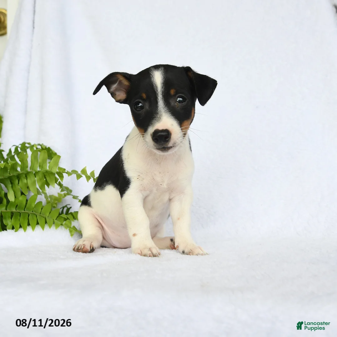 Jack Russell Terrier dogs for sale: Madison - Ad 1