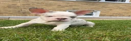 French Bulldog dogs for sale: French Bulldog Merle  - Ad 5