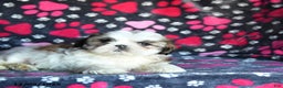 Shihpoo dogs for sale: Marty - Ad 4