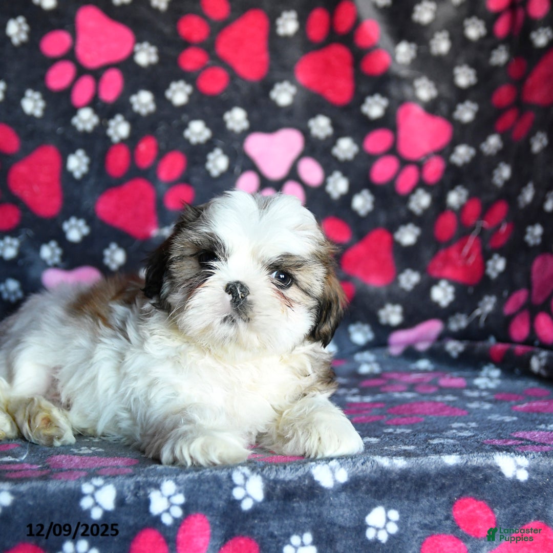 Shihpoo dogs for sale: Marty - Ad 4