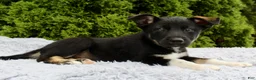 Mixed Breed dogs for sale: Kenny - Ad 4
