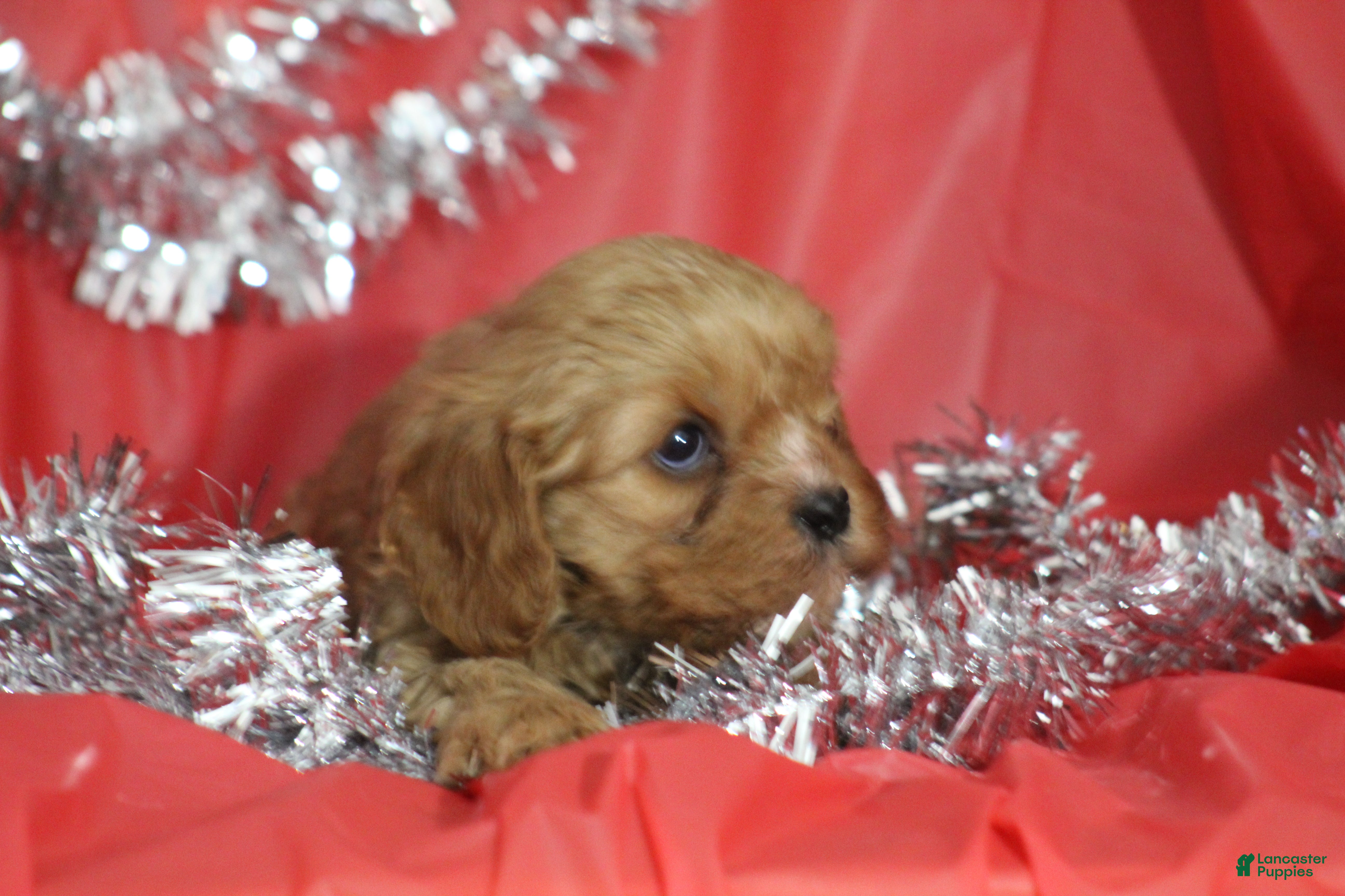 Cavapoo dogs for sale: Teddy  - Ad 4