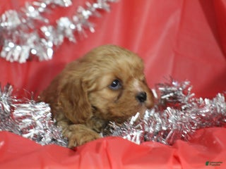 Cavapoo dogs for sale: Teddy - Ad 4