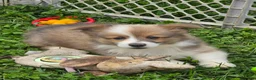 Welsh Corgi Pembroke dogs for sale: Dazzling Danny - Ad 1
