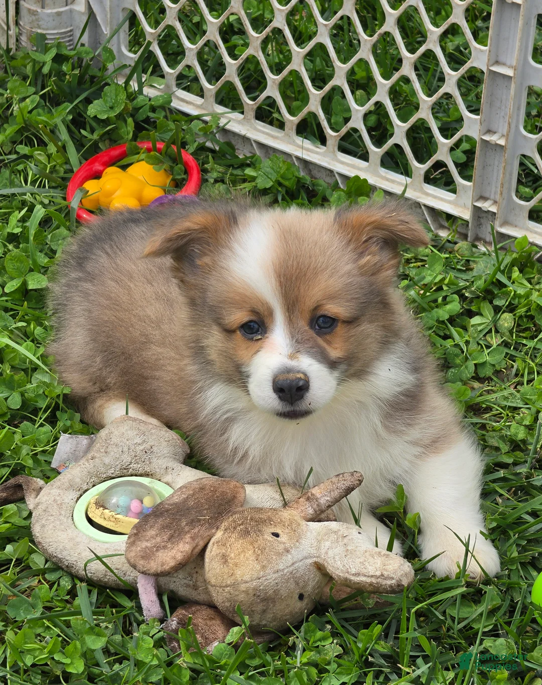 Welsh Corgi Pembroke dogs for sale: Dazzling Danny - Ad 1