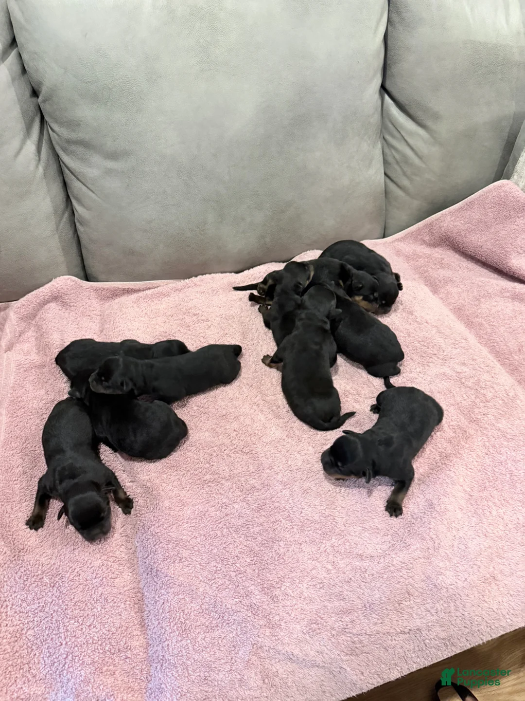 Rottweiler dogs for sale: Rottweiler Puppy 1 - Ad 1