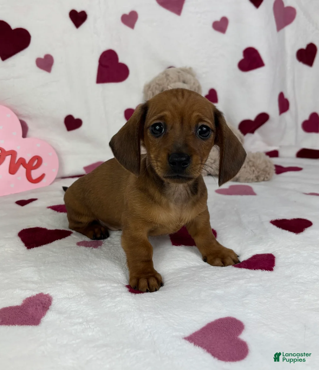 Miniature Dachshund dogs for sale: Freddie - Ad 4