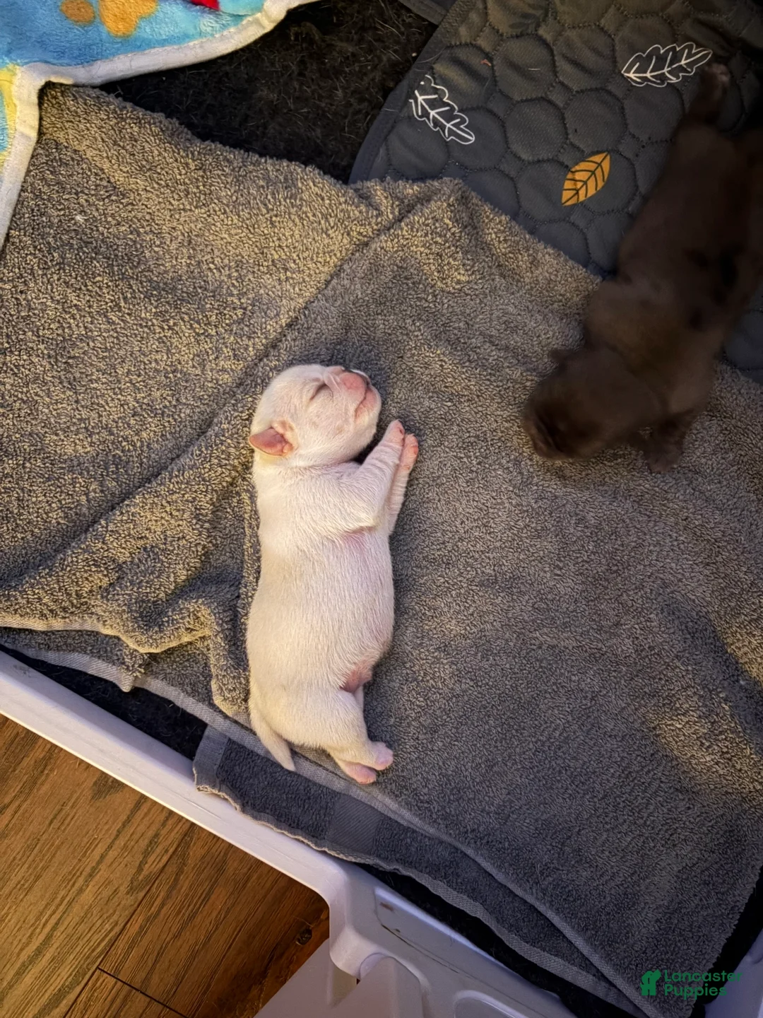 Pug dogs for sale: Lollipop - Ad 13