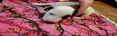 Bull Terrier Puppy 1 (FAB) 