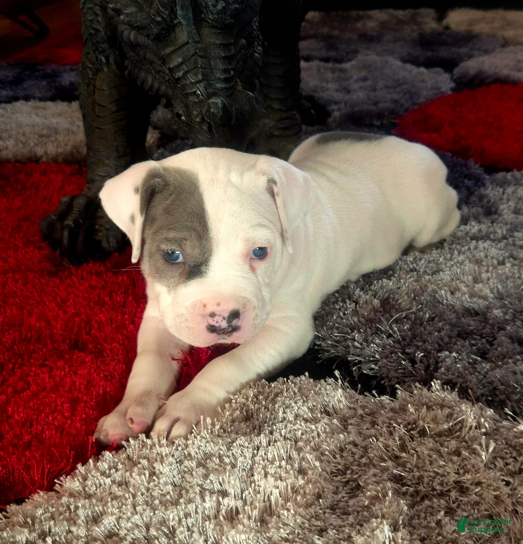 Mixed Breed dogs for sale: "WOLVERINE" WHITE MERLE - Ad 22