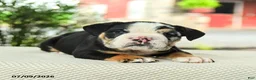 English Bulldog dogs for sale: Vernon - Ad 5