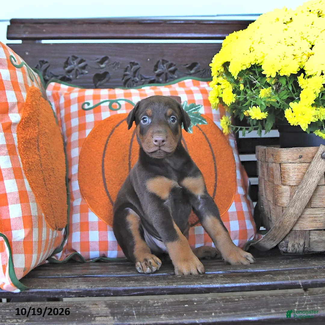 Doberman Pinscher dogs for sale: Archie - Ad 2