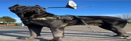 Cane Corso dogs for sale: Maxx - Ad 3