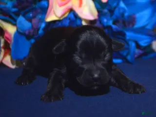 Yorkiepoo dogs Yorkiepoo Penny - Ad 7