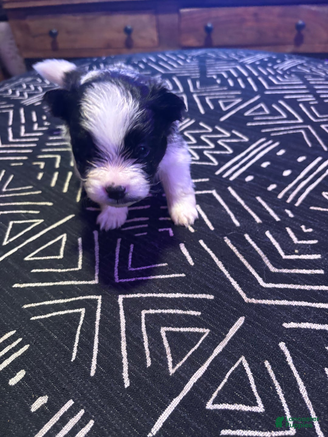 Pomeranian dogs for sale: Domino - Ad 6