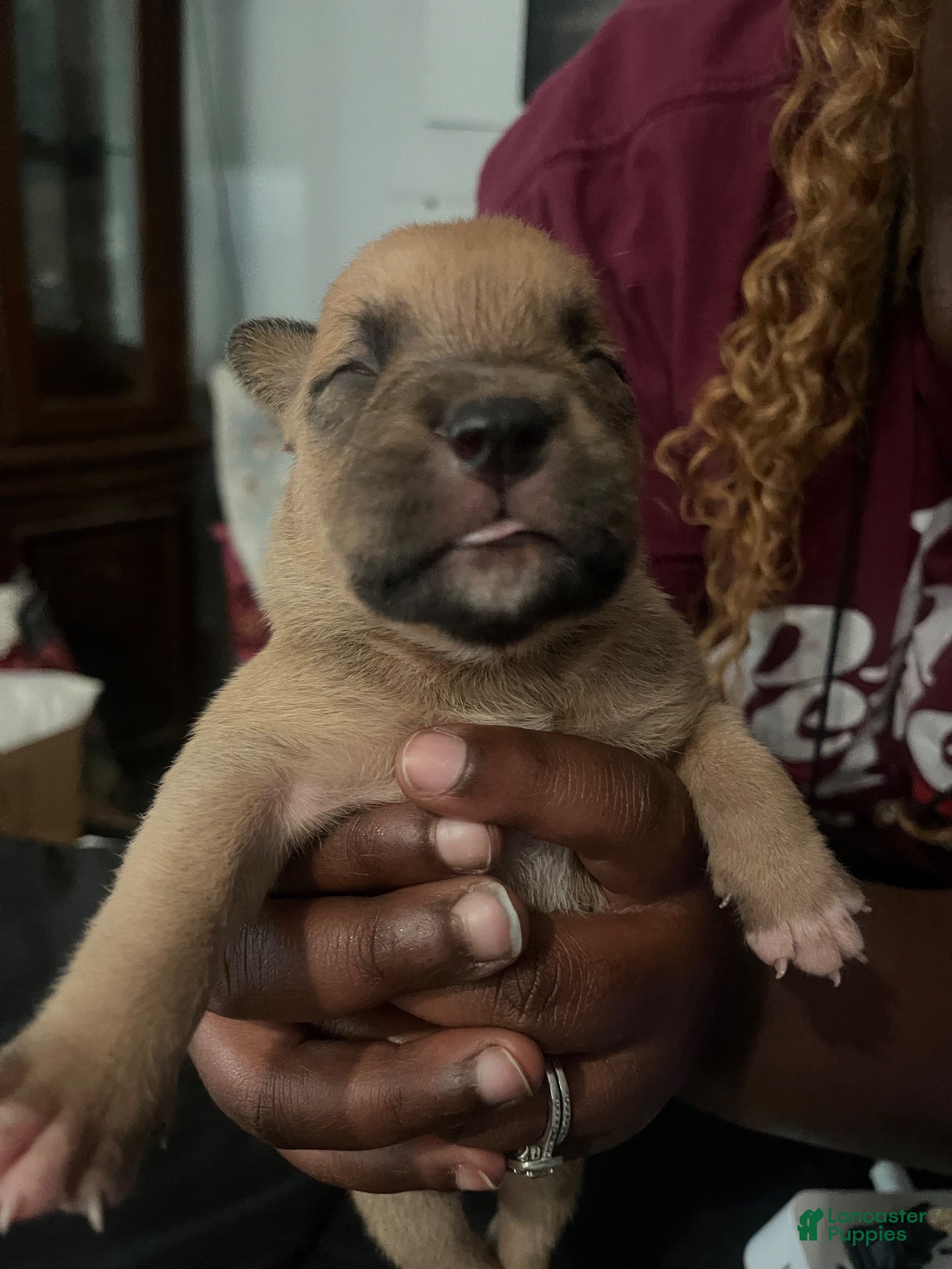Mixed Breed dogs Full blooded red nose pit bulls - Ad 42