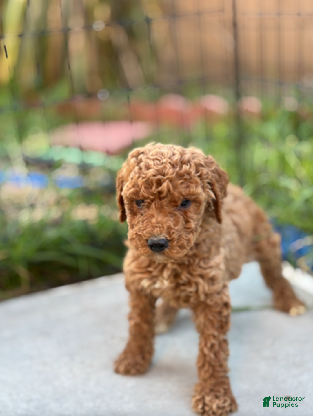Standard Poodle dogs for sale: Bella - Ad 6