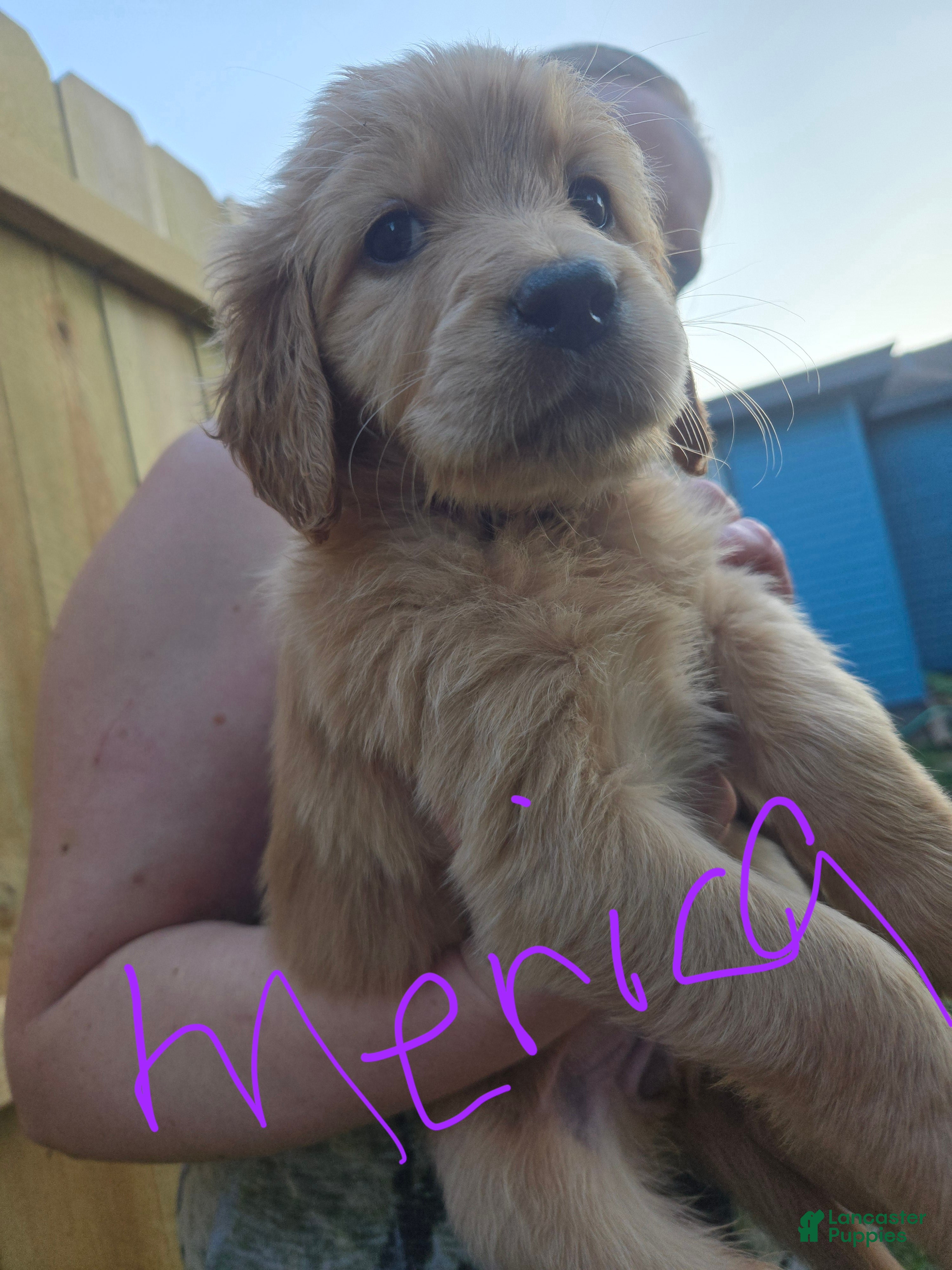 Golden Retriever dogs Golden Retriever 4 Merica - Ad 4