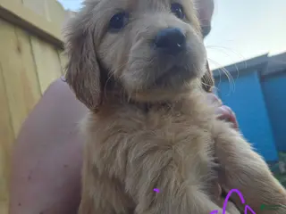 Golden Retriever dogs Golden Retriever 4 Merica - Ad 10