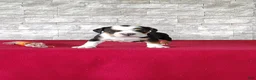Beabull dogs for sale: Rowan - Ad 6