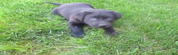 Labrador Retriever dogs for sale: Labrador Retriever Puppy 4 - Ad 12