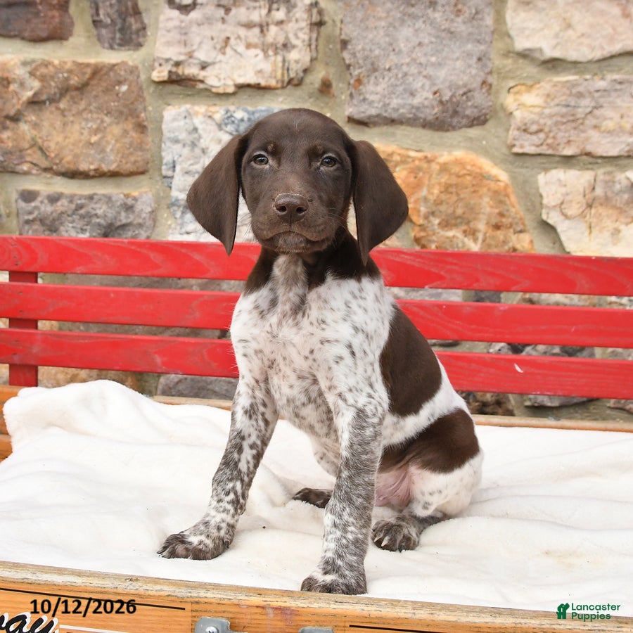 German Shorthaired Pointer dogs for sale: Mulberry - Ad 1